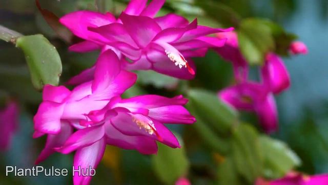 IF CHRISTMAS CACTUS LEAVES TURN RED WHAT TO DO? CAUSES OF REDDENED LEAVES OF SCHLUMBERGERA SPP