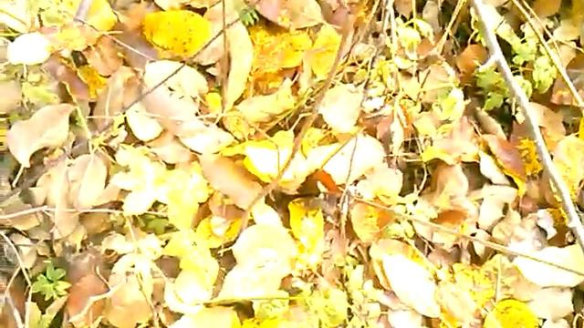 Прививка яблони осенью часть 1.Прививка яблони в расщеп.Как прививать яблоню в расщеп смотреть онлайн