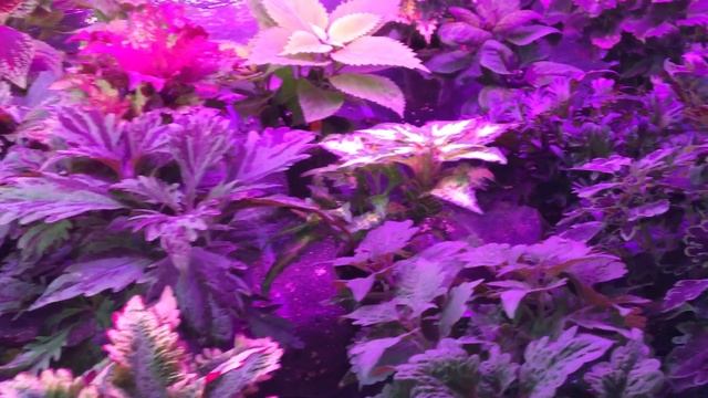 Зимовка Колеусов #колеусы#коллекционные#натальяхорошунова#колеусы#новосибирск#колеусы#морипоза# смотреть онлайн