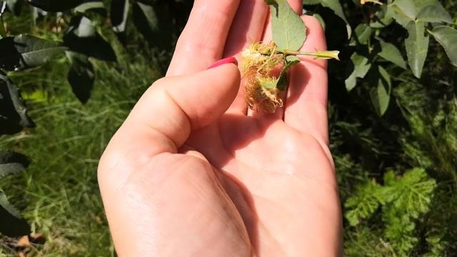 Орехотворка Розанная Diplolepis rosae L. смотреть онлайн