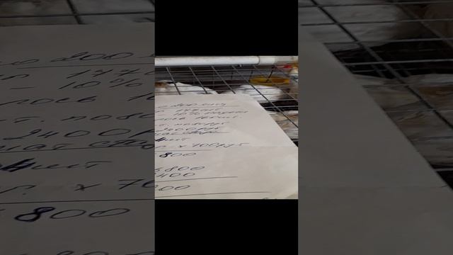 рентабельно ли перепела на мясо?