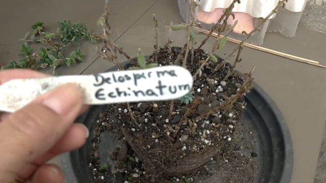 Sol do MEIO DIA nas suculentas e manutenção de alguns vasos | Simone Felic. смотреть онлайн