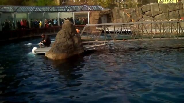 Белухи:-) :-) :-) :-) смотреть онлайн