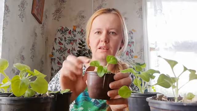 Петуния формирование для цветения петунии