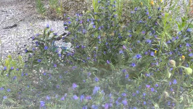 ЕВРОПЕЙСКИЙ ГНИЛЕЦ. смотреть онлайн
