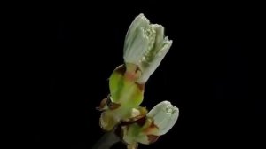 Как растут цветы - ускоренная съёмка. Смотреть всем!