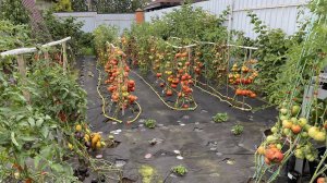 Моё томатное поле. Тепличные томаты в открытом грунте.