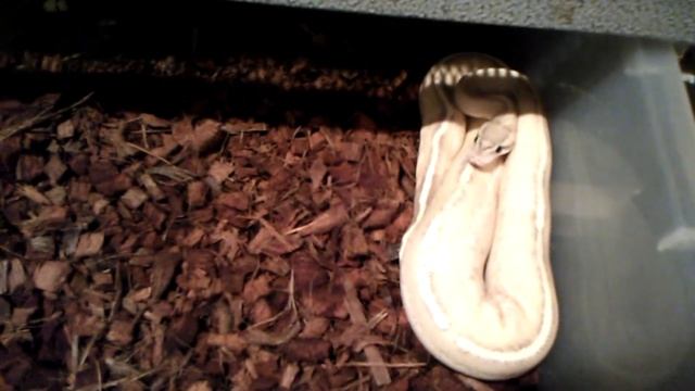 Anniversary Puma Ball Python смотреть онлайн