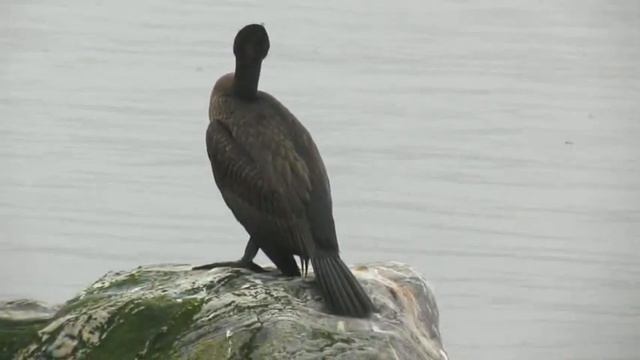 Бакланы. Княжая Губа, залив. 2021 г.. смотреть онлайн