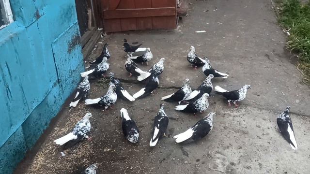 Черномурые. Племя на 2024 год. смотреть онлайн