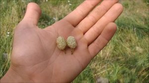 Шелковица чёрная, белая, красная. Тутовник, тютина, тутовое дерево, тута.