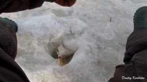 Последний лёд! Сутки на льду! Озеро ЧАНЫ! #рыбалка #карась #чаны