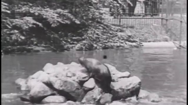 Sea Lions at Detroit's Belle Isle смотреть онлайн