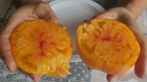 Томат Мадрид.