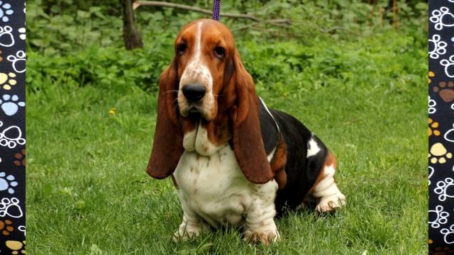 Бассет хаунд описание породы! смотреть онлайн