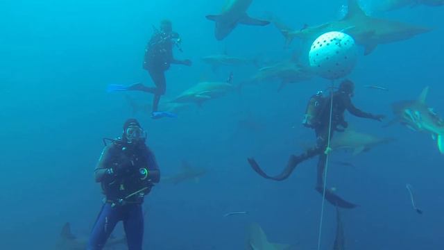 Baited shark dives at Umkomaas,South Africa смотреть онлайн
