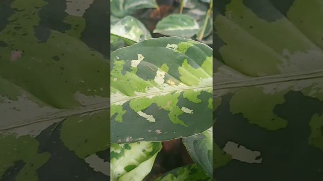 Tanaman hias aglonema fitrum tricolor смотреть онлайн