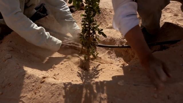Семейная аптечка dōTERRA. Базовый набор эфирных масел. смотреть онлайн
