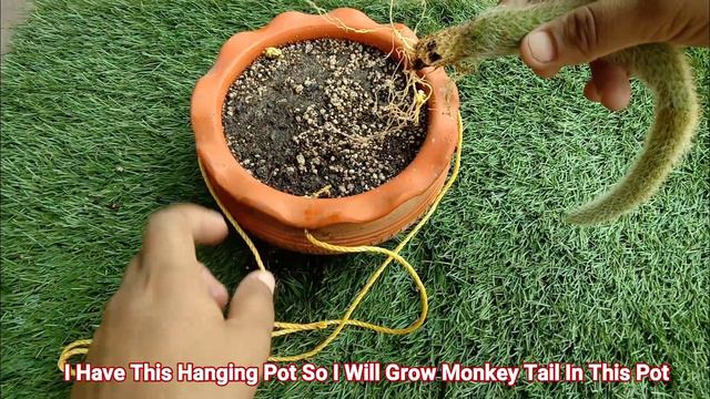 How To Grow Monkey Tail Cactus In Pot смотреть онлайн