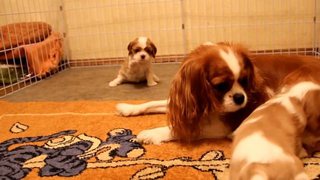 щенки кавалера 3.5 недели п-к Сагенхафт