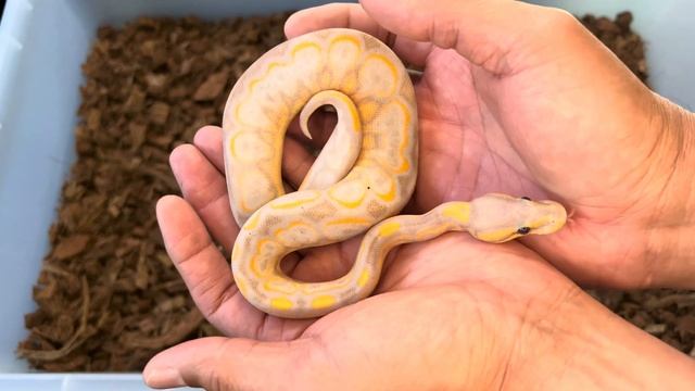 Scary Ball Pythons: Calico and Hypo смотреть онлайн
