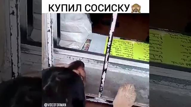 пес купил сосиску ребятам на фронт я там уже был и знаю каково это 2202 2003 4591 2586 сбер смотреть онлайн