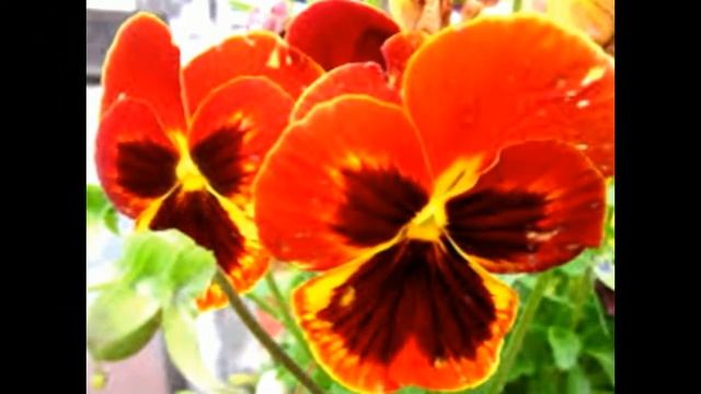 Копия видео 