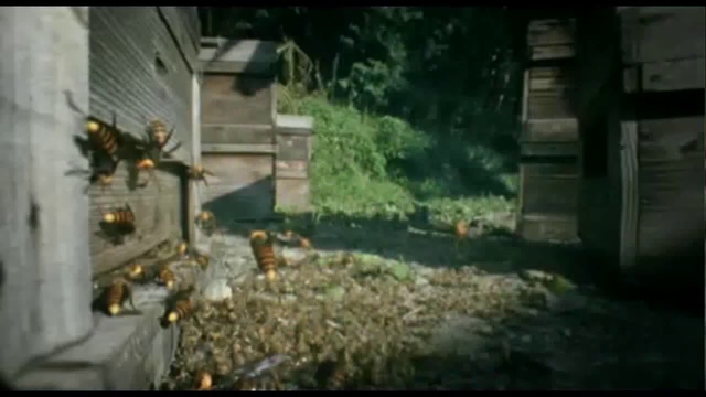 Пчелиные межрасовые войны смотреть онлайн