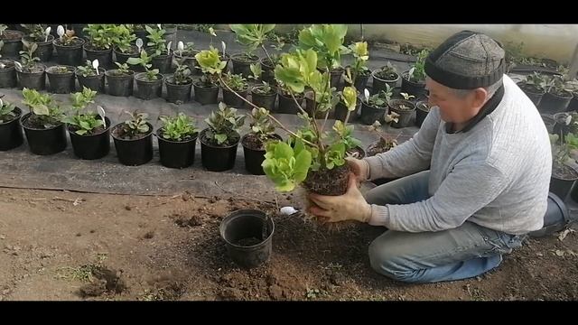 Хлороз гортензии причина у нас такая смотреть онлайн