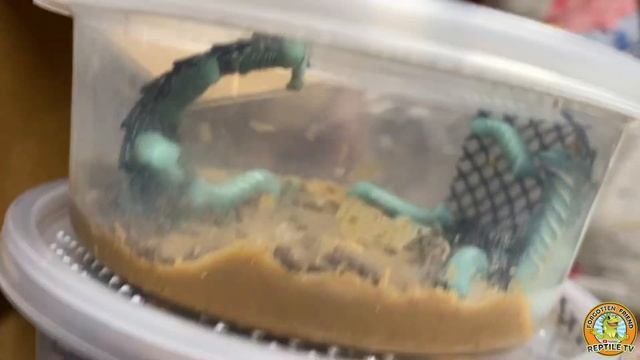 Opening our MYSTERY BUG BOX ? смотреть онлайн