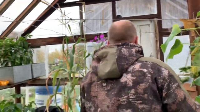 Растим кукурузу на Северном Урале смотреть онлайн