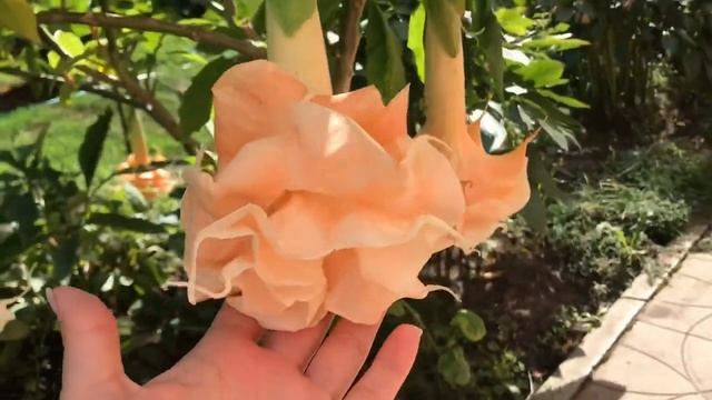 Красивейшее цветение «труб ангела». Brugmansia Angel Flight. смотреть онлайн