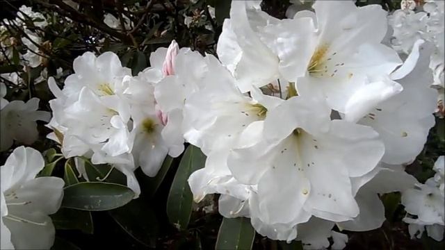 Экзотические растения, водоплавающие птицы в красивом саду, Галисия Испания, 12/05/2018 смотреть онлайн