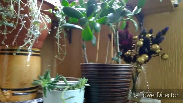 Обзор домашних растений на 31 января, поездка на дачу смотреть онлайн