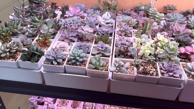 Обзор суккулентов и кактусов 11.04.2023 #суккуленты суккуленты #кактусы #растения смотреть онлайн