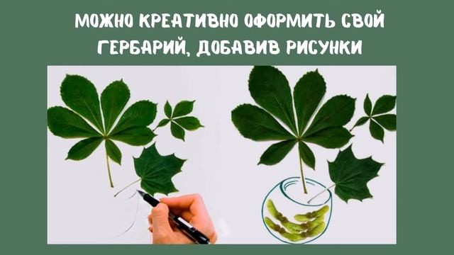 Как сделать гербарий смотреть онлайн