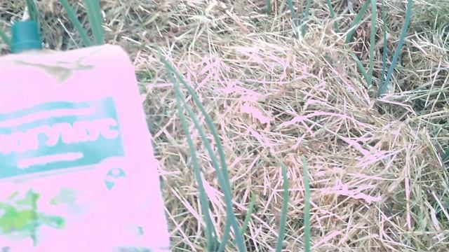 Уход за луком.mp4 смотреть онлайн