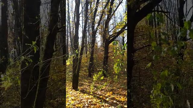 #shorts, #осень, #листопад смотреть онлайн