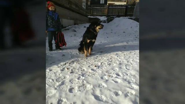 Банхары. Монгол Банхары. питомник Алтан Дайчин