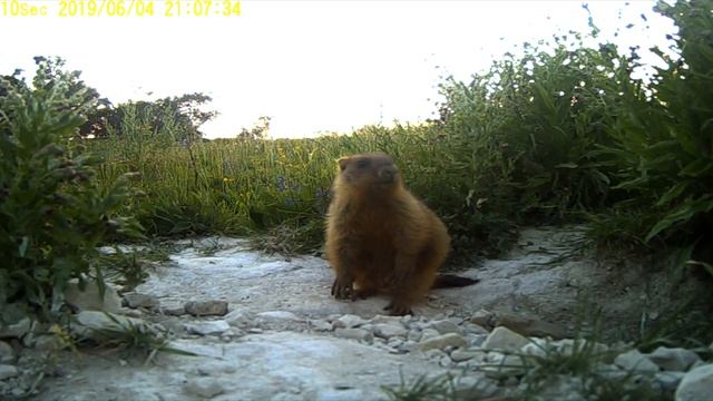 Брянские сурки смотреть онлайн