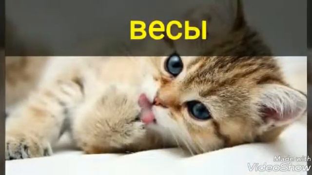 Какой ты знак зодиака с катами смотреть онлайн