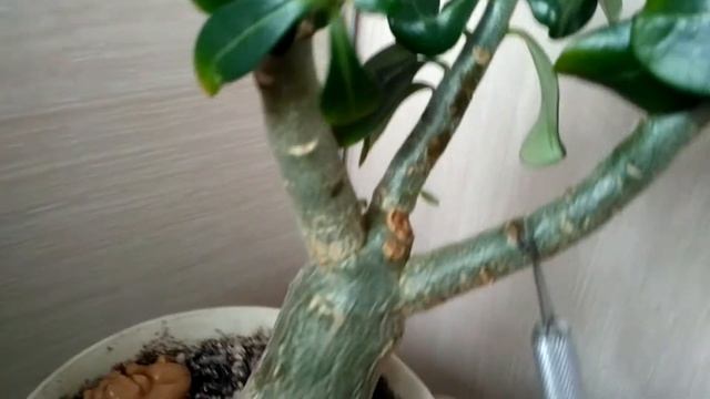 РЕЗНЯ НАЧАЛАСЬ! Бугенвиллии, адениумы, орхидеи - всё в расход #адениум #орхидея #бугенвиллия смотреть онлайн