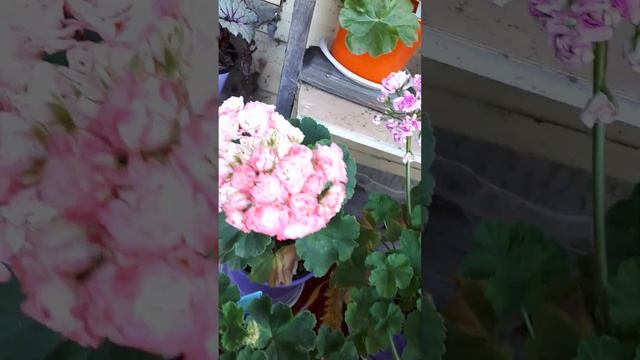 пеларгониевые розочки- розита,династия,фишерс,юв 4.21 смотреть онлайн