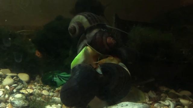 Улитки Ампулярии спариваются смотреть онлайн