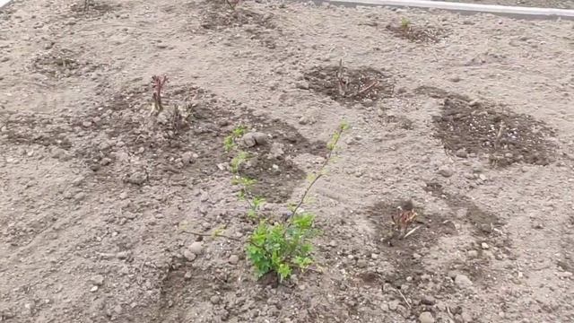 Приезжайте есть луковый суп