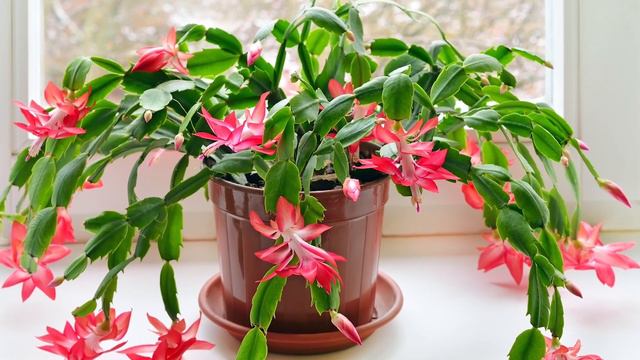 Plantas medicinales de Navidad Muérdago, acebo, Flor de pascua, Galanthus, Cactus, Rusco, Cyclamen смотреть онлайн