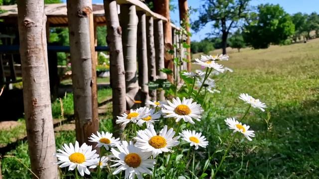 Готовим Вкуснейшее Деревенское Варенье из Белой Черешни. Вкус Деревни смотреть онлайн