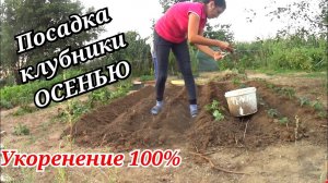 Посадка клубники осенью.Как готовлю землю под посадку клубники