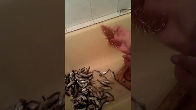 Как быстро очистить мелкую рыбу от чешуи. смотреть онлайн