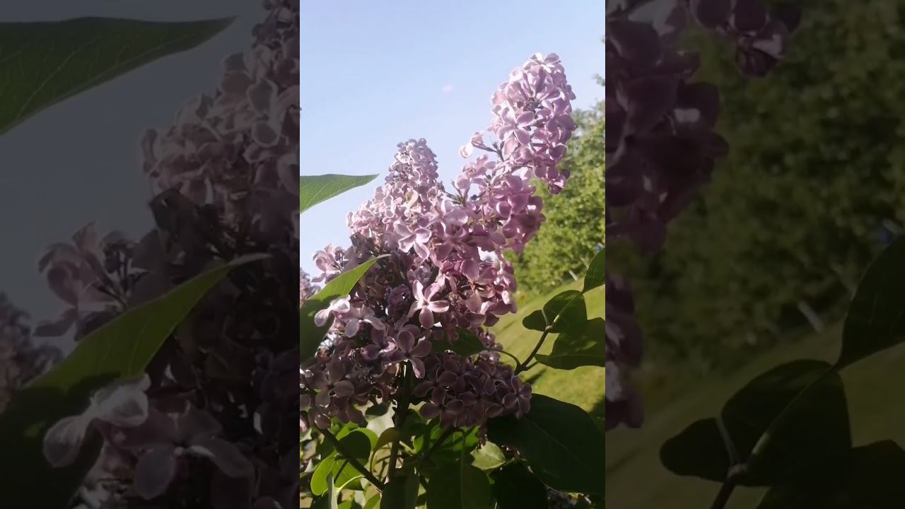 ЛЕТО = это маленькая жизнь и #ПоводДляЛичнойВстречи смотреть онлайн